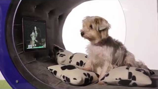'Dog Kennel Of The Future' Is Even More Insane Than That Title Implies